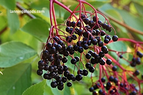 A Delicious Protection Amid Elderberry Bombs Recipe