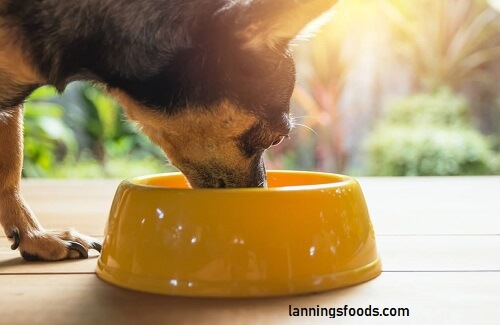 Bone Broth Recipe For Dogs