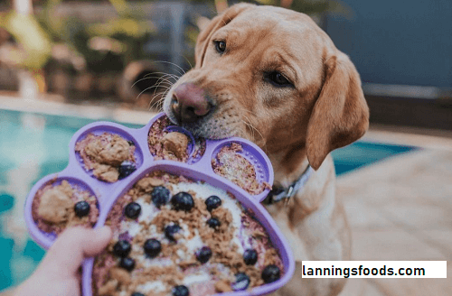 Lick Mat Recipes for Dogs 