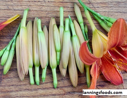 Daylily Fritter Recipe