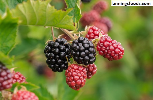 Blackberry Jelly Recipe