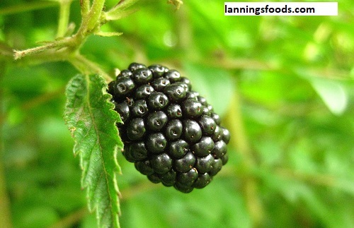 Blackberry Jelly Recipe