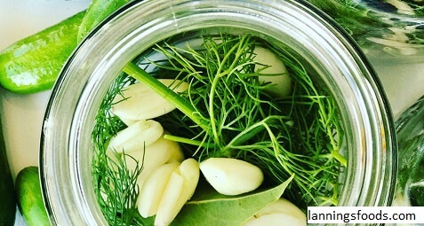 Fanny Farmer Dill Pickles Recipe